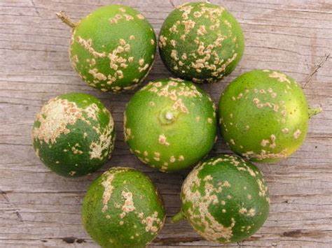 CITRUS TREE DISEASES AND HOW TO PREVENT AND TREAT THEM