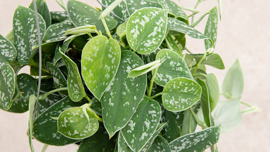 INDOOR PLANTS TO CLEAN THE AIR AND BRIGHTEN YOUR HOME