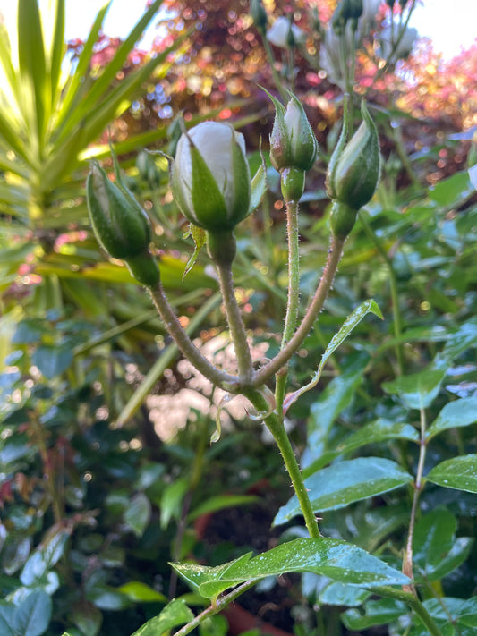 ROSE GROWING
