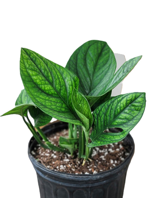 Monstera Plants and how do care for them