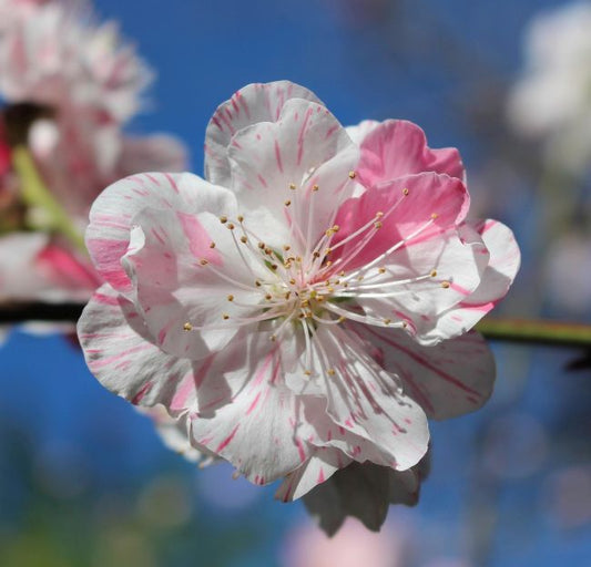 Guide for Managing Fruit Trees in Spring: From Bud Form to Blossom