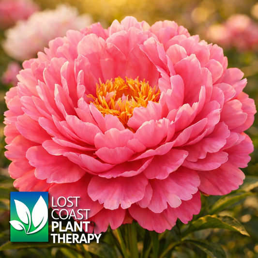 PEONIES IN NZ