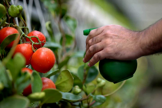 Growing Tomatoes in New Zealand: A Complete Guide Using Lost Coast Plant Therapy