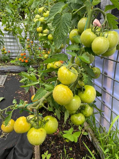 355ml Lost Coast Plant Therapy - Concentrate