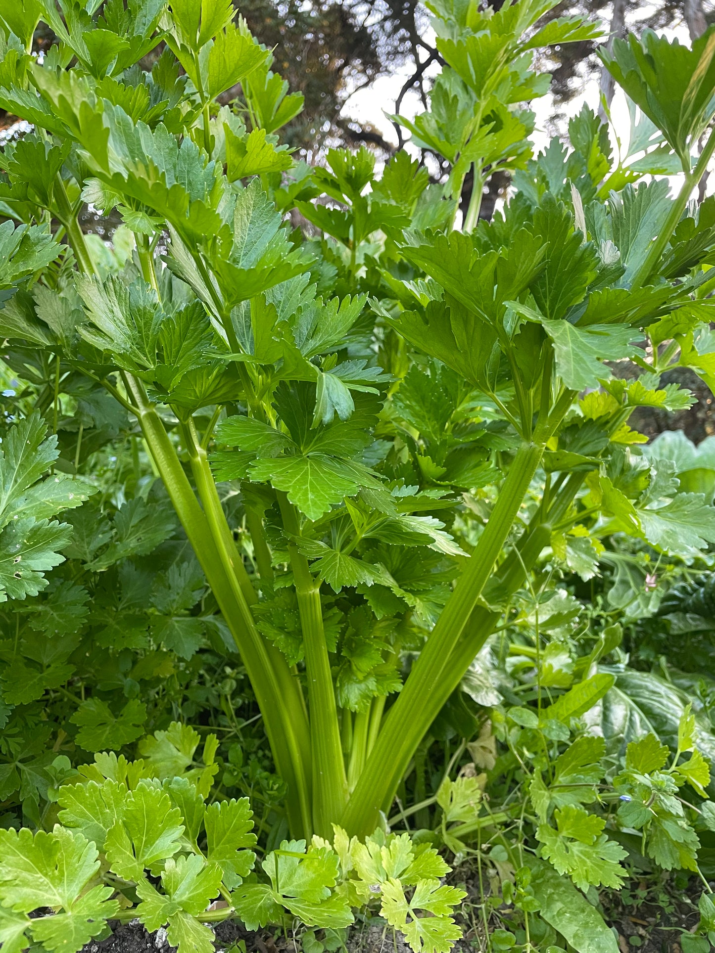 355ml Lost Coast Plant Therapy - Concentrate