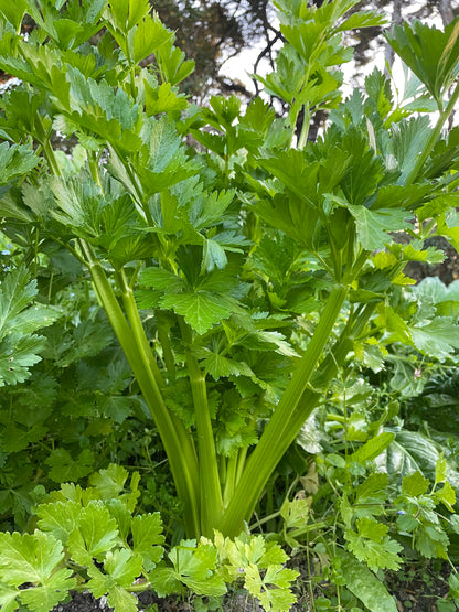 355ml Lost Coast Plant Therapy - Concentrate